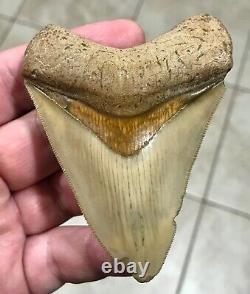 GRANDLY STUNNING B. VALLEY 3.61 x 2.75 Megalodon Shark Tooth Fossil
