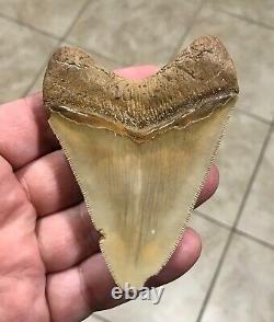 GRANDLY STUNNING B. VALLEY 3.61 x 2.75 Megalodon Shark Tooth Fossil
