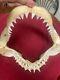 Great White Shark Jaw, Not Megalodon Mako Fossil Shark Tooth Teeth 11' X 9