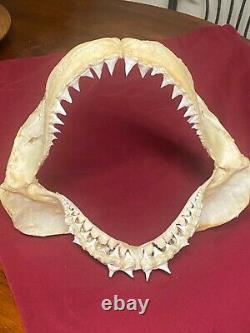 GREAT WHITE SHARK JAW, not megalodon mako fossil Shark tooth teeth 11' x 9