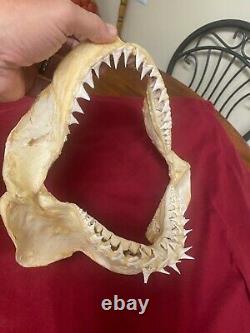 GREAT WHITE SHARK JAW, not megalodon mako fossil Shark tooth teeth 11' x 9