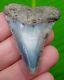 Great White Shark Tooth 2 & 1/8 Authentic Real Fossil Natural