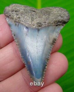 GREAT WHITE Shark Tooth 2 & 1/8 Authentic Real Fossil NATURAL