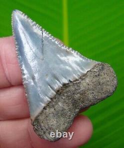 GREAT WHITE Shark Tooth 2 & 1/8 Authentic Real Fossil NATURAL