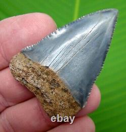 GREAT WHITE Shark Tooth 2 & 1/8 inch RARE BLUE REAL FOSSIL