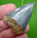 Great White Shark Tooth 2 & 1/8 Inch Rare Blue Real Fossil
