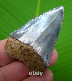 GREAT WHITE Shark Tooth 2 & 1/8 inch RARE BLUE REAL FOSSIL