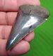 Great White Shark Tooth 2 & 5/16 In. Sc River Real Fossil Ultra Serrated