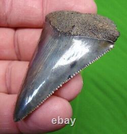 GREAT WHITE Shark Tooth 2 & 5/16 in. SC RIVER REAL FOSSIL ULTRA SERRATED