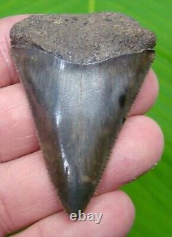 GREAT WHITE Shark Tooth 2 & 5/16 in. SC RIVER REAL FOSSIL ULTRA SERRATED