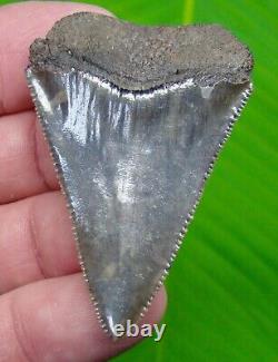 GREAT WHITE Shark Tooth 2 & 5/16 in. SC RIVER REAL FOSSIL ULTRA SERRATED