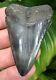 Great White Shark Tooth Monster 2 & 7/8 In. Real Fossil No Restorations