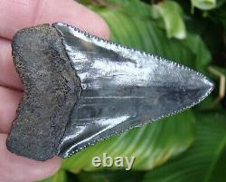 GREAT WHITE Shark Tooth MONSTER 2 & 7/8 in. REAL FOSSIL NO RESTORATIONS