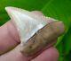 Great White Shark Tooth Over 1 & 13/16 Chile Real Fossil Jaw Not Fake