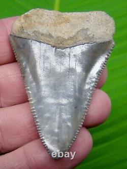 GREAT WHITE Shark Tooth XL 2 & 1/2 SERRATED REAL FOSSIL