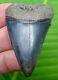 Great White Shark Tooth Xl 2 & 3/8 In. Large Size Real Fossil Jaw