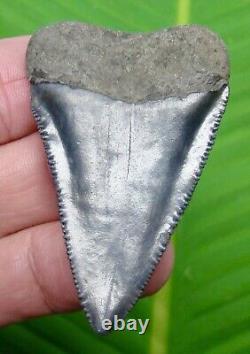 GREAT WHITE Shark Tooth XL 2 & 3/8 in. LARGE SIZE REAL FOSSIL JAW