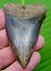 Great White Shark Tooth Xl 2 & 5/8 Huge Colorful Specimen