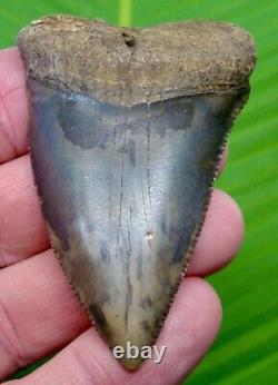 GREAT WHITE Shark Tooth XL 2 & 5/8 HUGE Colorful Specimen