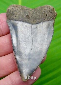 GREAT WHITE Shark Tooth XL 2 & 5/8 HUGE Colorful Specimen