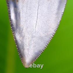 GREAT WHITE Shark Tooth XL 2 & 5/8 HUGE Colorful Specimen