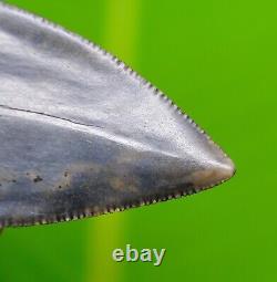 GREAT WHITE Shark Tooth XL 2 & 5/8 HUGE Colorful Specimen