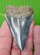 Great White Shark Tooth Xl Over 2 & 5/8 Inch Real Fossil Natural