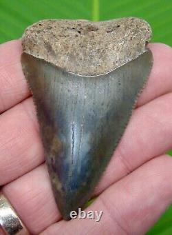 GREAT WHITE Shark Tooth XL OVER 2 & 5/8 inch REAL FOSSIL NATURAL