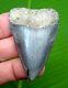Great White Shark Tooth Xl Over 2 & 7/16 Inch Serrated Real Fossil