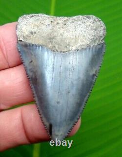 GREAT WHITE Shark Tooth XL OVER 2 & 7/16 inch SERRATED REAL FOSSIL