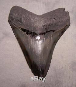 Gem 4 5/16 Megalodon Shark Tooth Fossil Teeth Jaw Megladon Meg Scuba Serrated