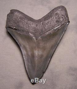 Gem 4 5/16 Megalodon Shark Tooth Fossil Teeth Jaw Megladon Meg Scuba Serrated