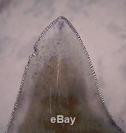 Gem 4 5/16 Megalodon Shark Tooth Fossil Teeth Jaw Megladon Meg Scuba Serrated