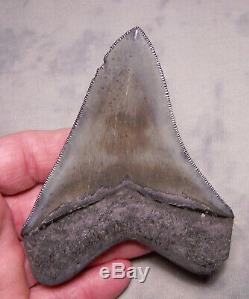 Gem 4 5/16 Megalodon Shark Tooth Fossil Teeth Jaw Megladon Meg Scuba Serrated