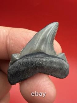 Gem Quality Megalodon Ancestor Shark Tooth 1.43 All Natural No Repair
