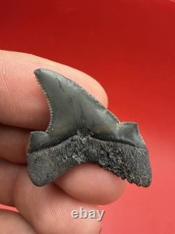 Gem Quality Megalodon Ancestor Shark Tooth 1.43 All Natural No Repair