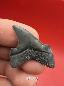 Gem Quality Megalodon Ancestor Shark Tooth 1.43 All Natural No Repair