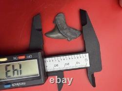 Gem Quality Megalodon Ancestor Shark Tooth 1.43 All Natural No Repair