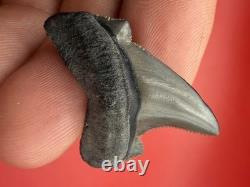 Gem Quality Megalodon Ancestor Shark Tooth 1.43 All Natural No Repair
