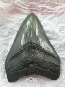 Genuine 10cm Megalodon Fossil Shark Tooth 100% natural