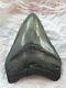 Genuine 10cm Megalodon Fossil Shark Tooth 100% Natural
