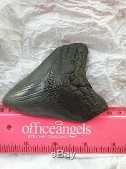 Genuine 10cm Megalodon Fossil Shark Tooth 100% natural
