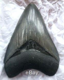 Genuine 10cm Megalodon Fossil Shark Tooth 100% natural and untreated