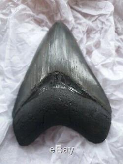 Genuine 10cm Megalodon Fossil Shark Tooth 100% natural and untreated