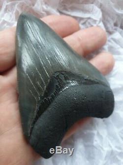 Genuine 10cm Megalodon Fossil Shark Tooth 100% natural and untreated