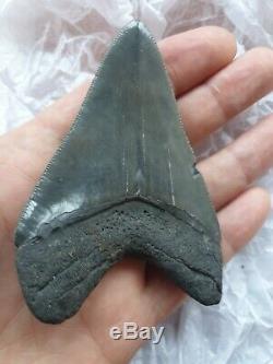 Genuine 10cm Megalodon Fossil Shark Tooth 100% natural and untreated