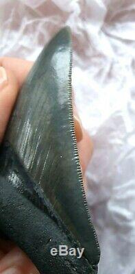 Genuine 10cm Megalodon Fossil Shark Tooth 100% natural and untreated