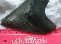 Genuine 10cm Megalodon Fossil Shark Tooth 100% natural and untreated