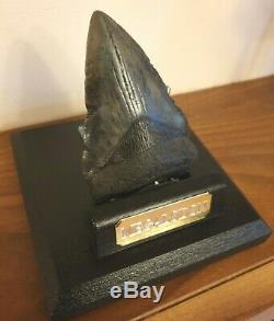 Genuine 10cm Megalodon Fossil Shark Tooth and stand 100% natural