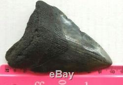 Genuine 10cm Megalodon Fossil Shark Tooth and stand 100% natural